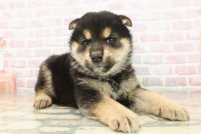 神奈川県の柴犬(標準サイズ) (Coo&RIKU平塚店/2025年10月13日生まれ/男の子/黒)の子犬の3枚目の画像