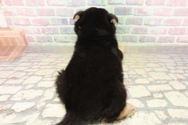 神奈川県の柴犬(標準サイズ) (Coo&RIKU平塚店/2025年10月13日生まれ/男の子/黒)の子犬の4枚目の画像