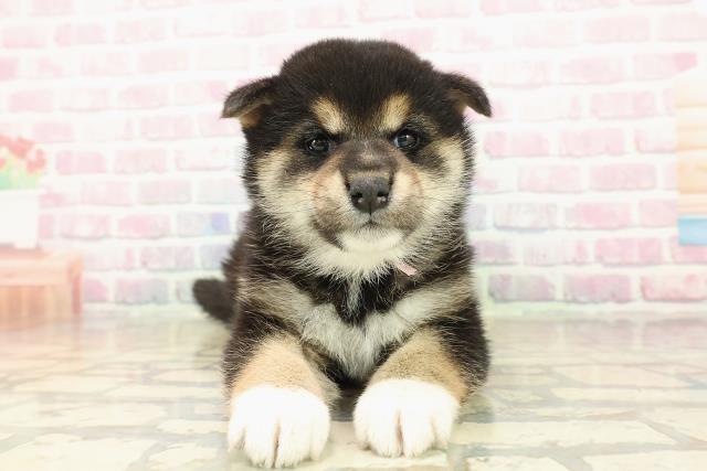 北海道の柴犬(標準サイズ) (Coo&RIKU札幌東店/2025年10月13日生まれ/女の子/黒)の子犬の1枚目の画像