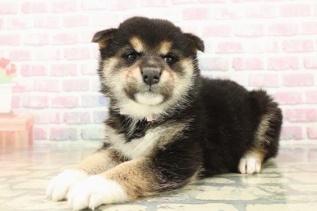 北海道の柴犬(標準サイズ) (Coo&RIKU札幌東店/2025年10月13日生まれ/女の子/黒)の子犬の2枚目の画像