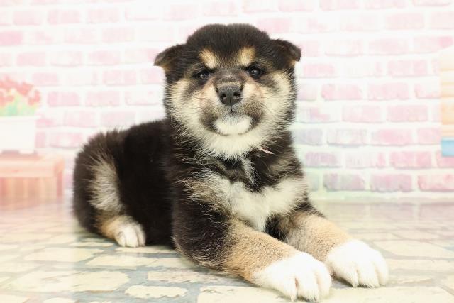 北海道の柴犬(標準サイズ) (Coo&RIKU札幌東店/2025年10月13日生まれ/女の子/黒)の子犬の3枚目の画像