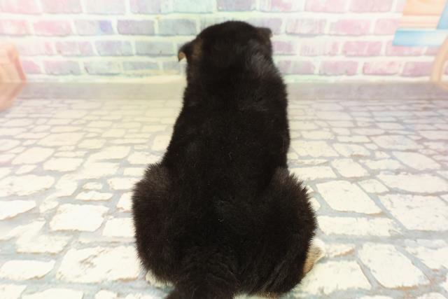 北海道の柴犬(標準サイズ) (Coo&RIKU札幌東店/2025年10月13日生まれ/女の子/黒)の子犬の4枚目の画像