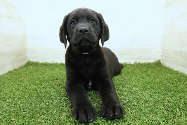 ラブラドール・レトリバー