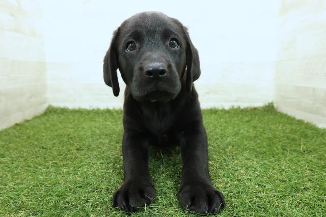 ラブラドール・レトリバー