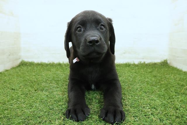 ラブラドール・レトリバー