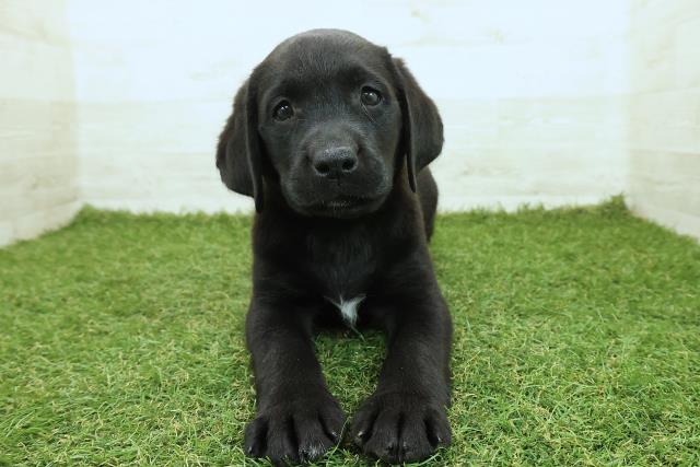 ラブラドール・レトリバー
