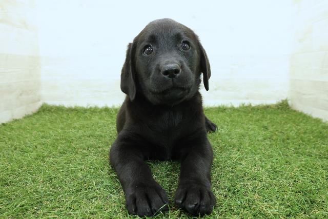 ラブラドール・レトリバー