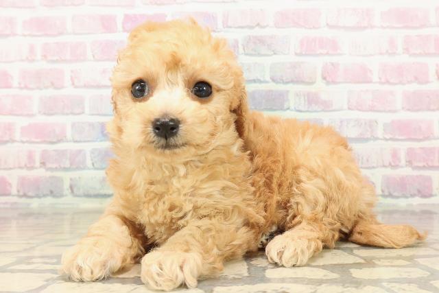 新潟県のトイプードル(トイ) (Coo&RIKU上越店/2025年10月12日生まれ/男の子/アプリコット)の子犬の2枚目の画像