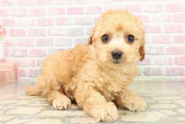 新潟県のトイプードル(トイ) (Coo&RIKU上越店/2025年10月12日生まれ/男の子/アプリコット)の子犬の3枚目の画像