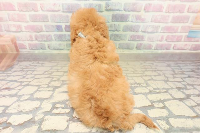 新潟県のトイプードル(トイ) (Coo&RIKU上越店/2025年10月12日生まれ/男の子/アプリコット)の子犬の4枚目の画像