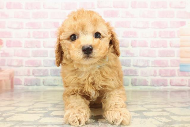 千葉県のトイプードル(トイ) (Coo&RIKUアクロスモール新鎌ケ谷店/2025年10月12日生まれ/男の子/アプリコット)の子犬