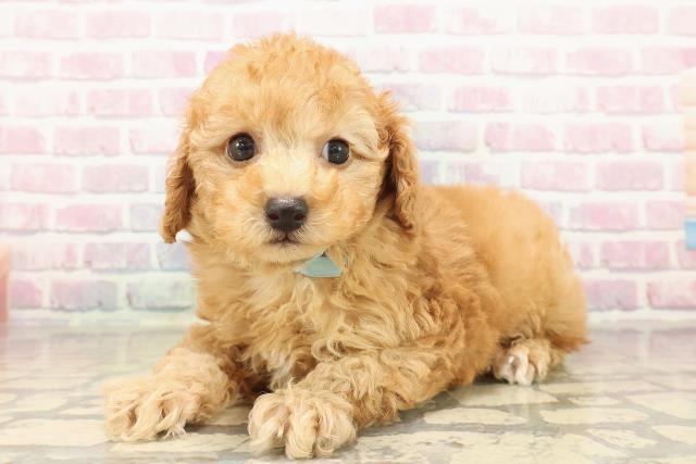 千葉県のトイプードル(トイ) (Coo&RIKUアクロスモール新鎌ケ谷店/2025年10月12日生まれ/男の子/アプリコット)の子犬の2枚目の画像