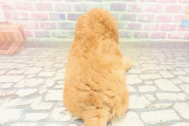 千葉県のトイプードル(トイ) (Coo&RIKUアクロスモール新鎌ケ谷店/2025年10月12日生まれ/男の子/アプリコット)の子犬の4枚目の画像