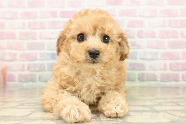 北海道のトイプードル(トイ) (Coo&RIKU岩見沢店/2025年10月12日生まれ/女の子/アプリコット)の子犬の1枚目の画像