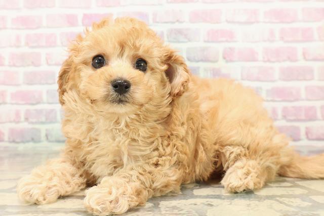 北海道のトイプードル(トイ) (Coo&RIKU岩見沢店/2025年10月12日生まれ/女の子/アプリコット)の子犬の2枚目の画像