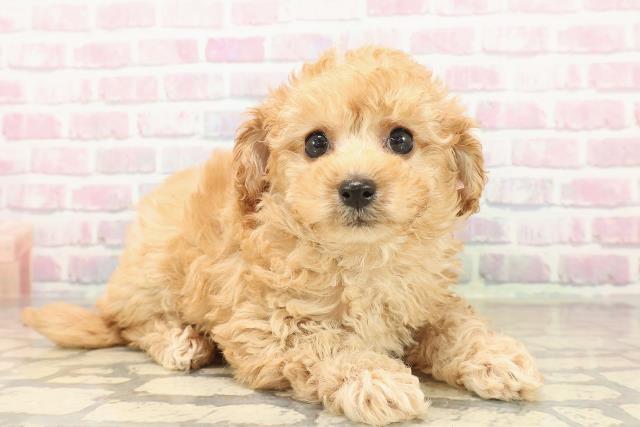 北海道のトイプードル(トイ) (Coo&RIKU岩見沢店/2025年10月12日生まれ/女の子/アプリコット)の子犬の3枚目の画像