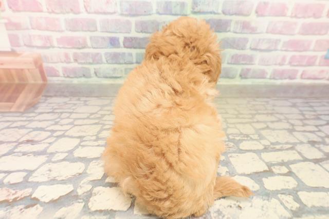 北海道のトイプードル(トイ) (Coo&RIKU岩見沢店/2025年10月12日生まれ/女の子/アプリコット)の子犬の4枚目の画像