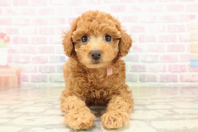 新潟県のトイプードル(トイ) (Coo&RIKU新潟東店/2025年10月12日生まれ/女の子/レッド)の子犬