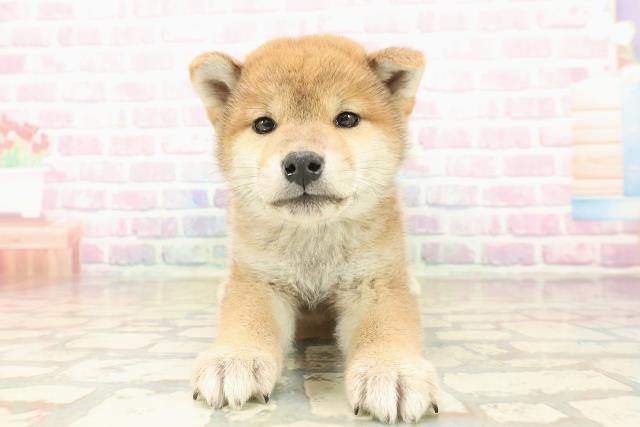 新潟県の柴犬(標準サイズ) (Coo&RIKU長岡店/2025年10月10日生まれ/男の子/赤)の子犬