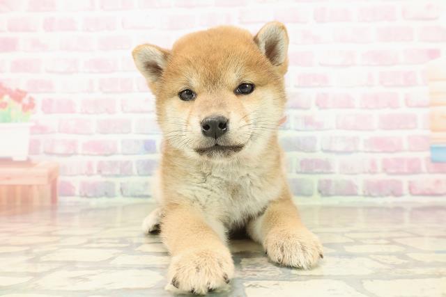 群馬県の柴犬(標準サイズ) (Coo&RIKU前橋店/2025年10月10日生まれ/女の子/赤)の子犬