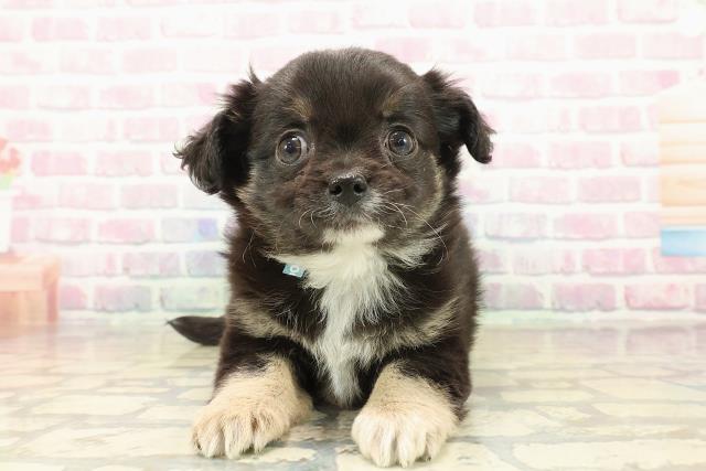 北海道のチワワ(ロング) (Coo&RIKU札幌西店/2025年10月10日生まれ/男の子/ブラックタンホワイト)の子犬の1枚目の画像