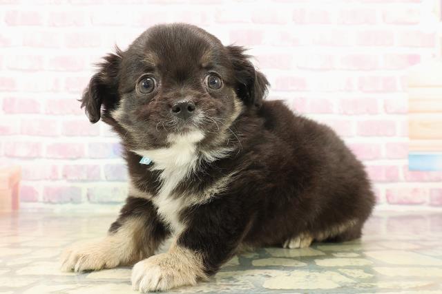 北海道のチワワ(ロング) (Coo&RIKU札幌西店/2025年10月10日生まれ/男の子/ブラックタンホワイト)の子犬の2枚目の画像