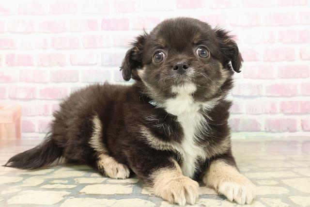 北海道のチワワ(ロング) (Coo&RIKU札幌西店/2025年10月10日生まれ/男の子/ブラックタンホワイト)の子犬の3枚目の画像