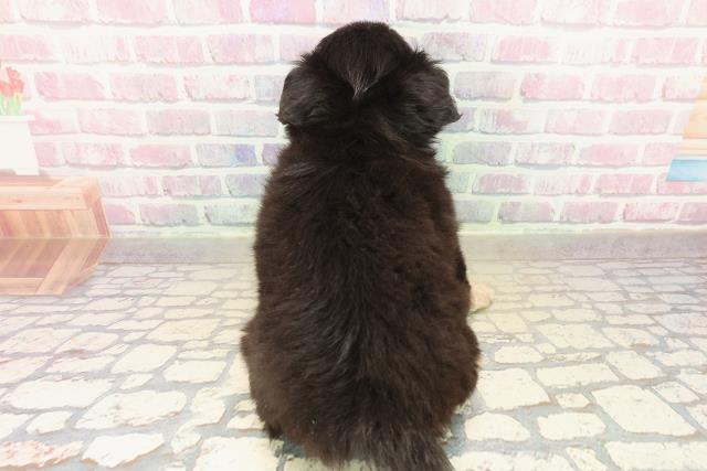 北海道のチワワ(ロング) (Coo&RIKU札幌西店/2025年10月10日生まれ/男の子/ブラックタンホワイト)の子犬の4枚目の画像