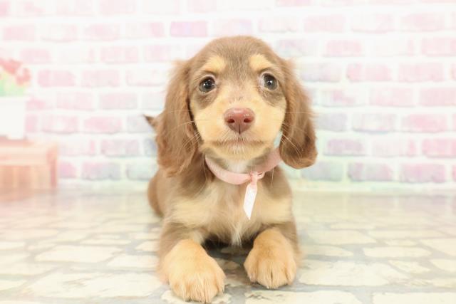 茨城県のミニチュアダックスフンド(ロング) (Coo&RIKU日立店/2025年10月12日生まれ/女の子/チョコレートタン)の子犬