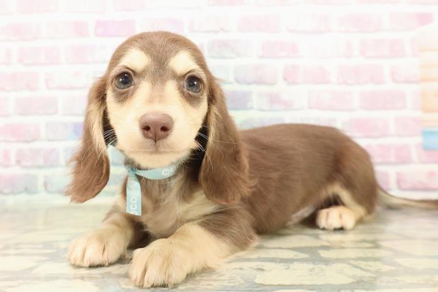 新潟県のミニチュアダックスフンド(ロング) (Coo&RIKU上越店/2025年10月13日生まれ/男の子/チョコレートイエロー)の子犬の2枚目の画像