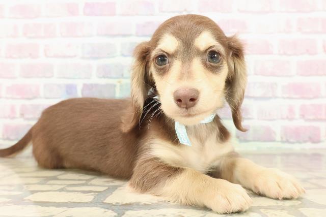 新潟県のミニチュアダックスフンド(ロング) (Coo&RIKU上越店/2025年10月13日生まれ/男の子/チョコレートイエロー)の子犬の3枚目の画像