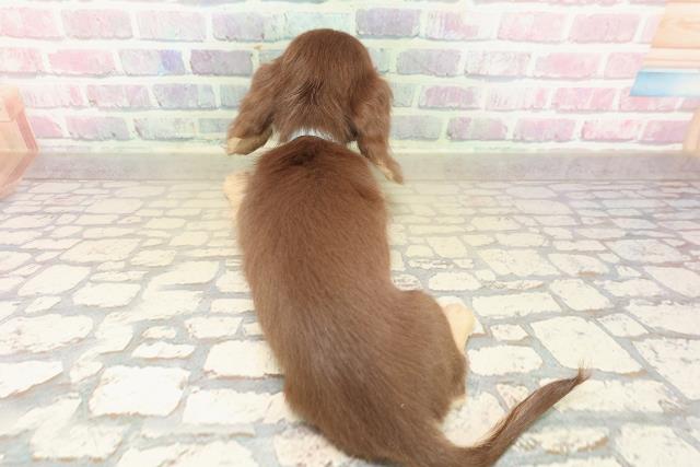 新潟県のミニチュアダックスフンド(ロング) (Coo&RIKU上越店/2025年10月13日生まれ/男の子/チョコレートイエロー)の子犬の4枚目の画像