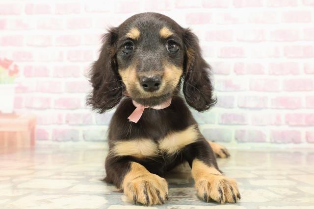 新潟県のミニチュアダックスフンド(ロング) (Coo&RIKU長岡店/2025年10月13日生まれ/女の子/ブラックタン)の子犬