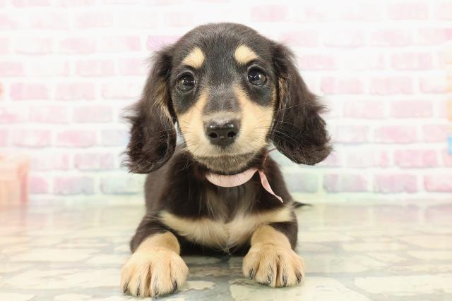 新潟県のミニチュアダックスフンド(ロング) (Coo&RIKUイオンモール新発田店/2025年10月13日生まれ/女の子/ブラックタン)の子犬