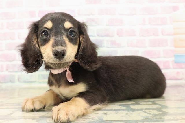 新潟県のミニチュアダックスフンド(ロング) (Coo&RIKUイオンモール新発田店/2025年10月13日生まれ/女の子/ブラックタン)の子犬の2枚目の画像