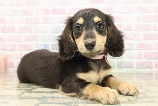 新潟県のミニチュアダックスフンド(ロング) (Coo&RIKUイオンモール新発田店/2025年10月13日生まれ/女の子/ブラックタン)の子犬の3枚目の画像