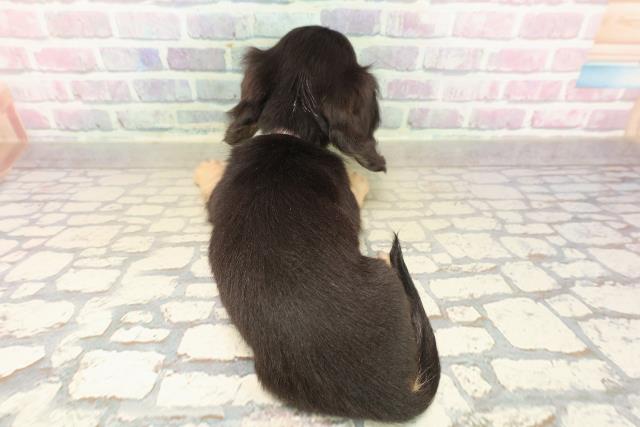 新潟県のミニチュアダックスフンド(ロング) (Coo&RIKUイオンモール新発田店/2025年10月13日生まれ/女の子/ブラックタン)の子犬の4枚目の画像