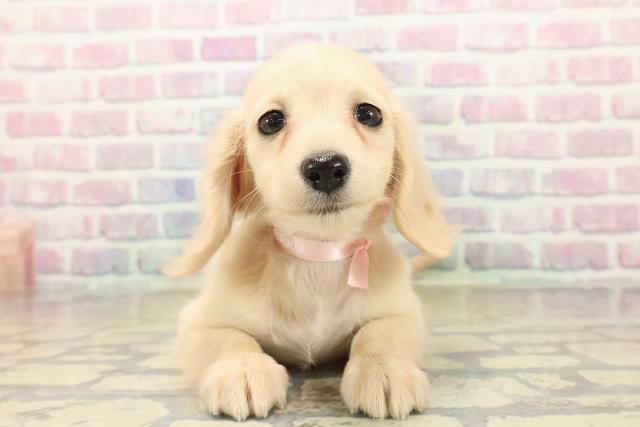 新潟県のミニチュアダックスフンド(ロング) (Coo&RIKU新潟東店/2025年10月13日生まれ/女の子/イエロー)の子犬