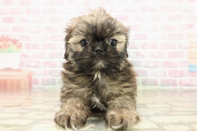 北海道のチワズー/チワシーズ(チワワ×シーズー) (Coo&RIKU札幌東店/2025年10月11日生まれ/男の子/フォーン)の子犬の1枚目の画像