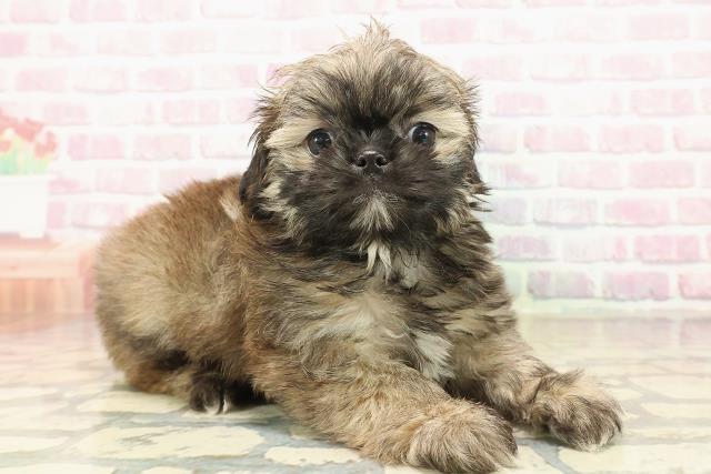 北海道のチワズー/チワシーズ(チワワ×シーズー) (Coo&RIKU札幌東店/2025年10月11日生まれ/男の子/フォーン)の子犬の3枚目の画像