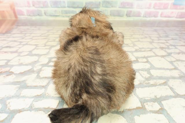 北海道のチワズー/チワシーズ(チワワ×シーズー) (Coo&RIKU札幌東店/2025年10月11日生まれ/男の子/フォーン)の子犬の4枚目の画像