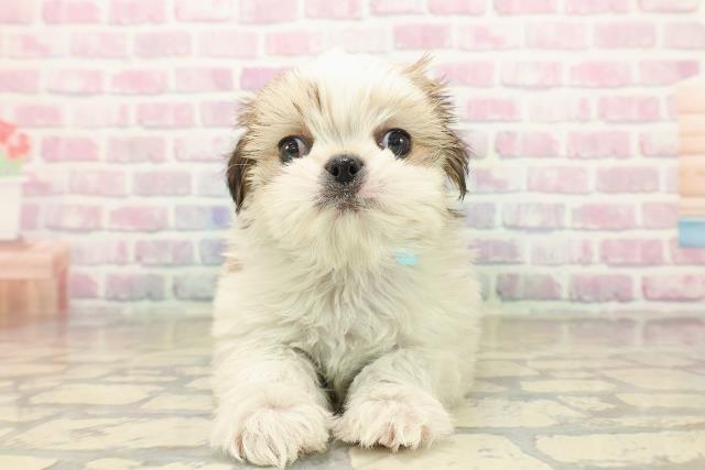 北海道のチワズー/チワシーズ(チワワ×シーズー) (Coo&RIKU室蘭店/2025年10月11日生まれ/男の子/ホワイトゴールド)の子犬の1枚目の画像