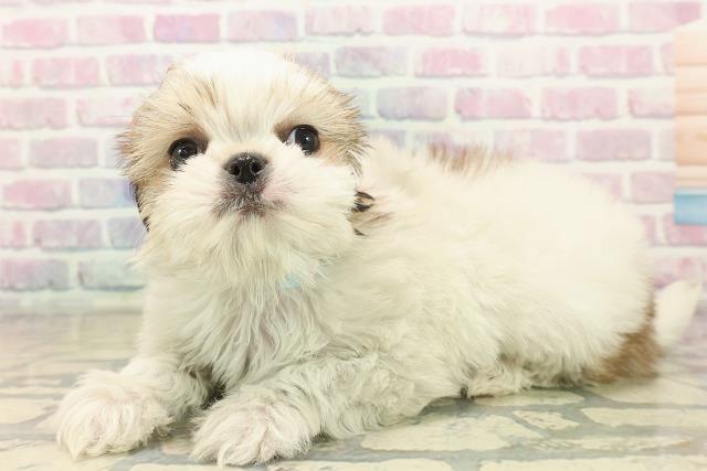 北海道のチワズー/チワシーズ(チワワ×シーズー) (Coo&RIKU室蘭店/2025年10月11日生まれ/男の子/ホワイトゴールド)の子犬の2枚目の画像