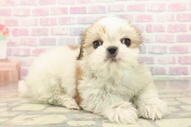 北海道のチワズー/チワシーズ(チワワ×シーズー) (Coo&RIKU室蘭店/2025年10月11日生まれ/男の子/ホワイトゴールド)の子犬の3枚目の画像
