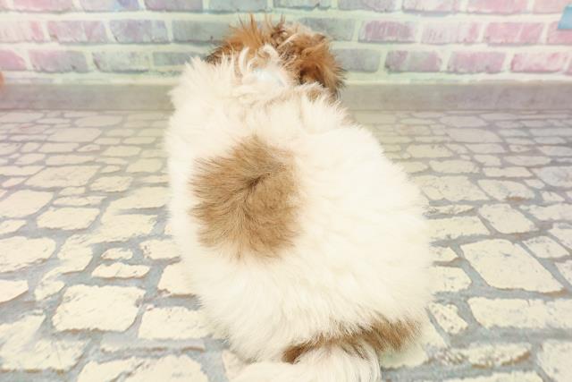 北海道のチワズー/チワシーズ(チワワ×シーズー) (Coo&RIKU室蘭店/2025年10月11日生まれ/男の子/ホワイトゴールド)の子犬の4枚目の画像