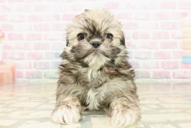 新潟県のチワズー/チワシーズ(チワワ×シーズー) (Coo&RIKU新潟東店/2025年10月11日生まれ/女の子/フォーン)の子犬