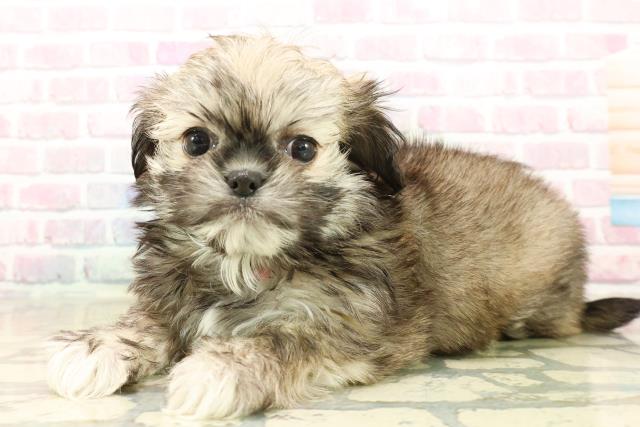 新潟県のチワズー/チワシーズ(チワワ×シーズー) (Coo&RIKU新潟東店/2025年10月11日生まれ/女の子/フォーン)の子犬の2枚目の画像