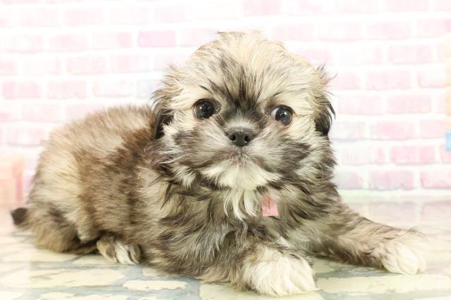 新潟県のチワズー/チワシーズ(チワワ×シーズー) (Coo&RIKU新潟東店/2025年10月11日生まれ/女の子/フォーン)の子犬の3枚目の画像