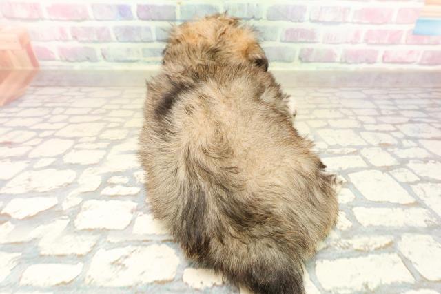 新潟県のチワズー/チワシーズ(チワワ×シーズー) (Coo&RIKU新潟東店/2025年10月11日生まれ/女の子/フォーン)の子犬の4枚目の画像