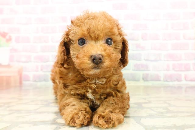 千葉県のトイプードル(トイ) (Coo&RIKU市原店/2025年10月11日生まれ/女の子/レッド)の子犬の1枚目の画像